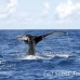 whale_humpback_h_00881_dom3013.jpg